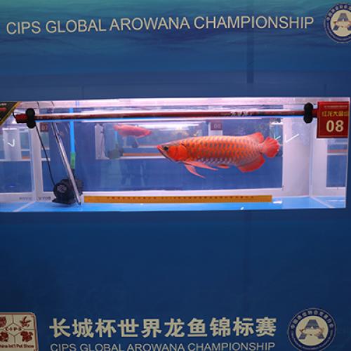 Aqua Clean-Exclusive Sponsor For 2018 CIPS Arowana Championship  Aqua Clean-Exclusive Sponsor For 2018 CIPS Arowana Championship