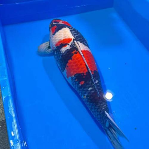 AC Sponsors A Joint Auction of 12 Famous Koi Fish Farms