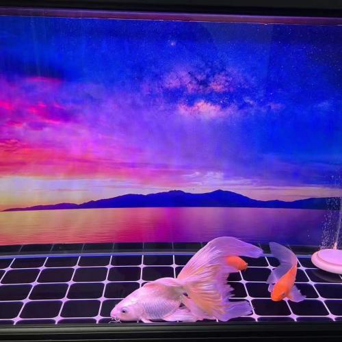 The principle and function of nitrifying bacteria in aquarium The principle and function of nitrifying bacteria in aquarium