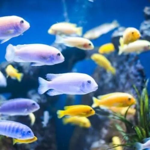 The Benefits of Fish Farming