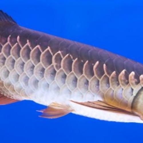 How to Feed Arowana？