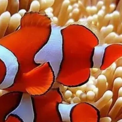 The more popular family ornamental fish The more popular family ornamental fish