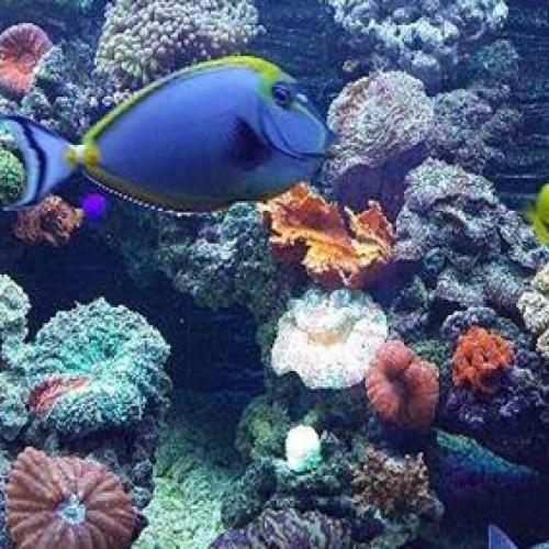 Aquarium strategy for new fish farmers