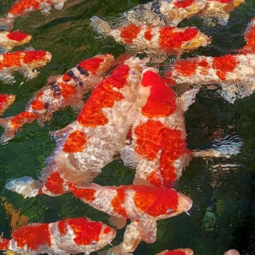 What affects the color of koi