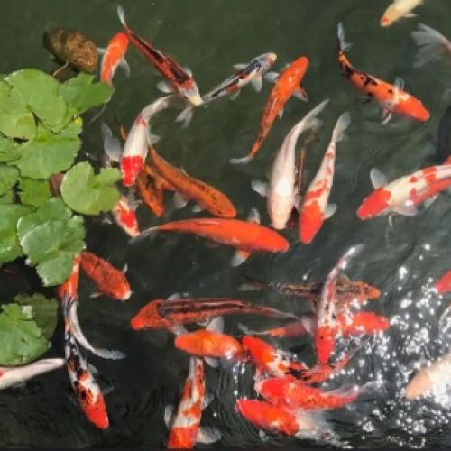 What is the meaning and symbol of koi? What is the meaning and symbol of koi?