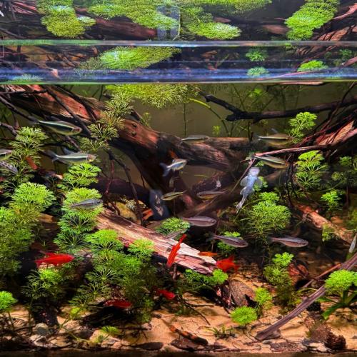 Essential Guide for New Fish Keepers: Building a Healthy Aquarium from Scratch