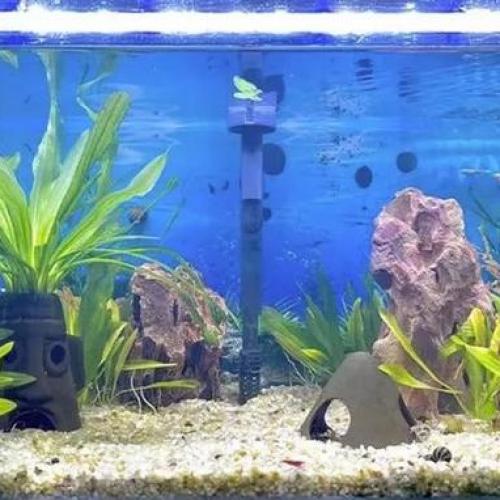 Fishkeeping? Unveiling the Scientific Principles and Practical Tips of  Fishkeeping? Unveiling the Scientific Principles and Practical Tips of