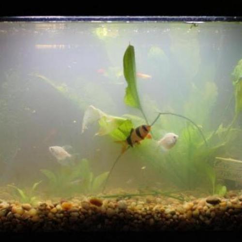 5 Major Causes of Fish Tank Water Cloudiness and Solutions