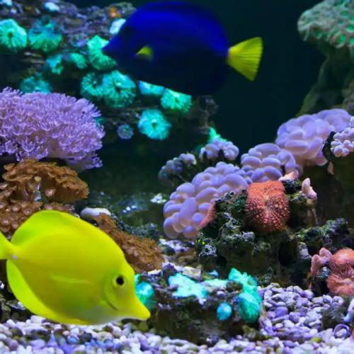 Saltwater vs. Freshwater Aquariums: Differences in Filtration Systems and Filter Media Selection Guide   Saltwater vs. Freshwater Aquariums: Differences in Filtration Systems and Filter Media Selection Guide