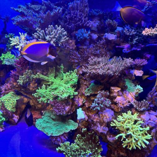 Building a Healthy Reef Aquarium: The Scientific Application of Calcium and Magnesium Media  