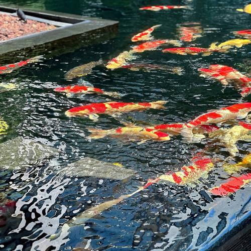 The 9 Major Causes of Koi Refusing Food and Countermeasures  