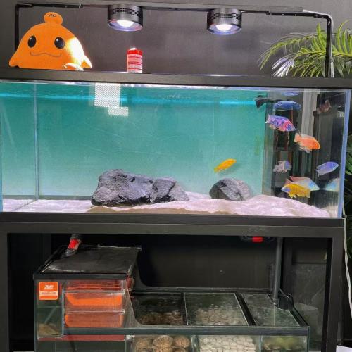 Water Quality Requirements for Different Fish Species and Filter Media Selection  