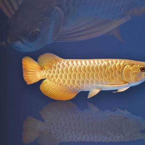 The Top-Notch Filter Media Solution for Arowana Enthusiasts   The Top-Notch Filter Media Solution for Arowana Enthusiasts