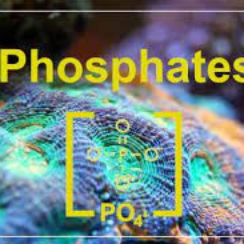 Say Goodbye to Green Water and Algae Blooms: AquaClean Phosphate Remover Keeps Your Tank Crystal Clear