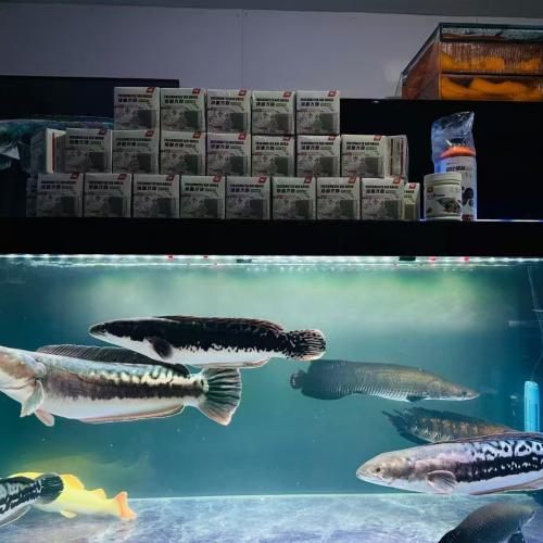 The Ultimate Guide to AC Bio Ceramic Block: Elevate Your Aquarium Water Quality