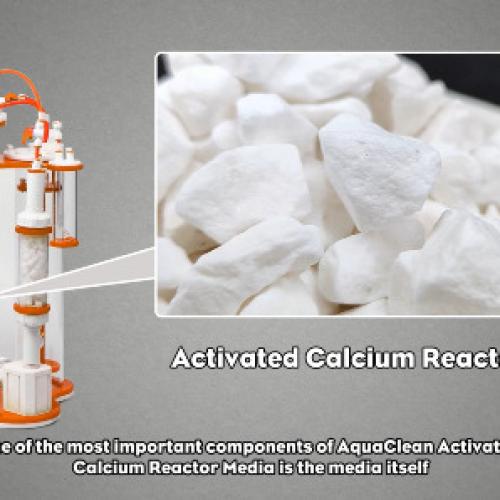 Building a “Reef-Grade” Coral Tank—Start with the Right Calcium and Magnesium Media  