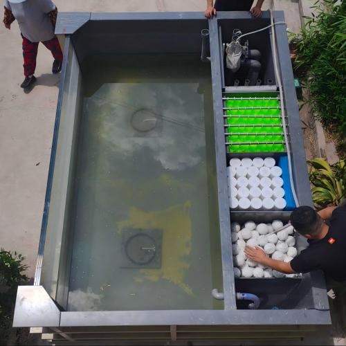 Summer Koi Water Crisis: How AC Products Protect Your Koi From pH Crash