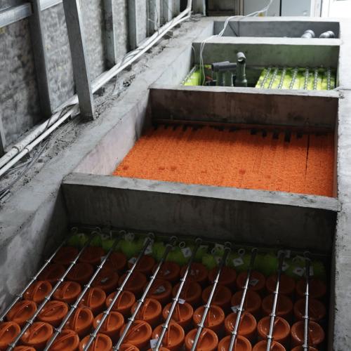 Why Do Your Koi Always Get “Fin Rot”? 90 % of the Time the Invisible Killer Is Ammonia