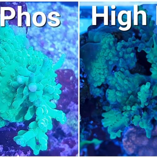 Phosphate Zero Hero! AC Phosphorus-Removing Beads Keep Your Aquarium Crystal Clear