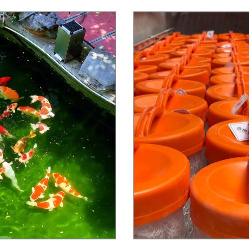 KOI Pond Water Quality Protection Solution: AC Aquarium Filter Media, Let Koi Swim Freely