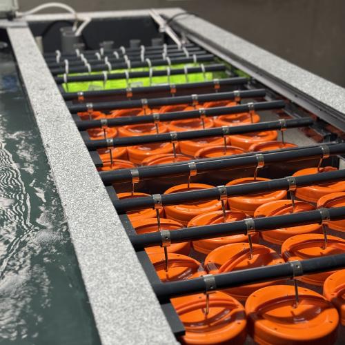 The Ultimate Pond Filtration Upgrade: AC Koi Biological Pillar