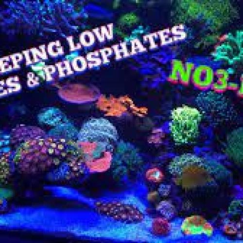 Algae Outbreak, Dull Corals? Phosphate Might Be the Culprit! AC Phosphate Remover Has You Covered