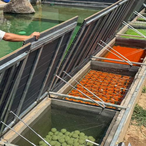 Building Premium Koi Pond Water Quality: A Complete Guide from Scientific Filtration to Smart Management