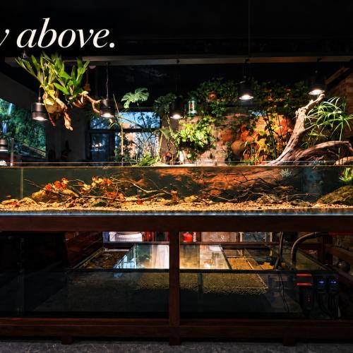 The Complete Guide to Aquarium Filtration and Filter Media: Stop Wasting Money and First Understand “Building Homes for Nitrifying Bacteria”